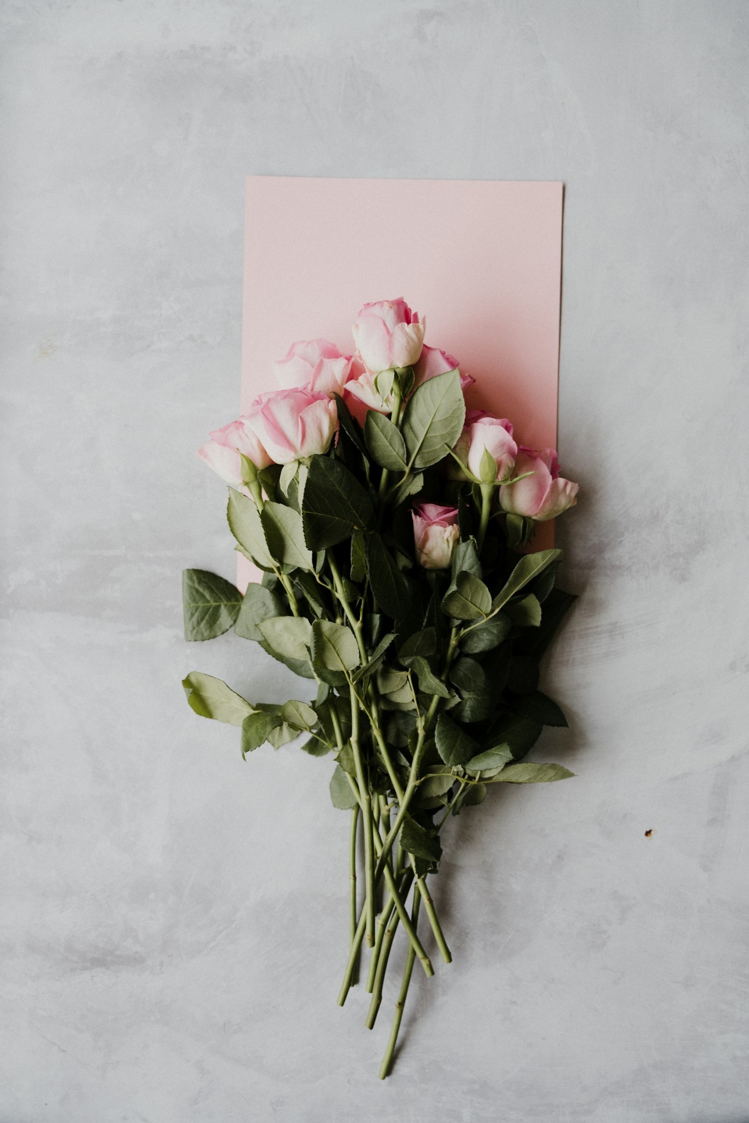 Five Tips for New Rose Gardeners
